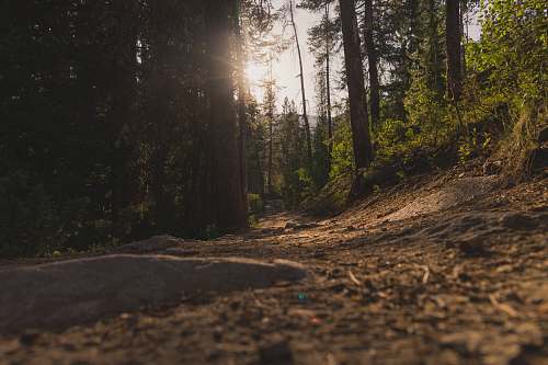 dirt road forest under sun rays gravel